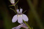 Canby's lobelia